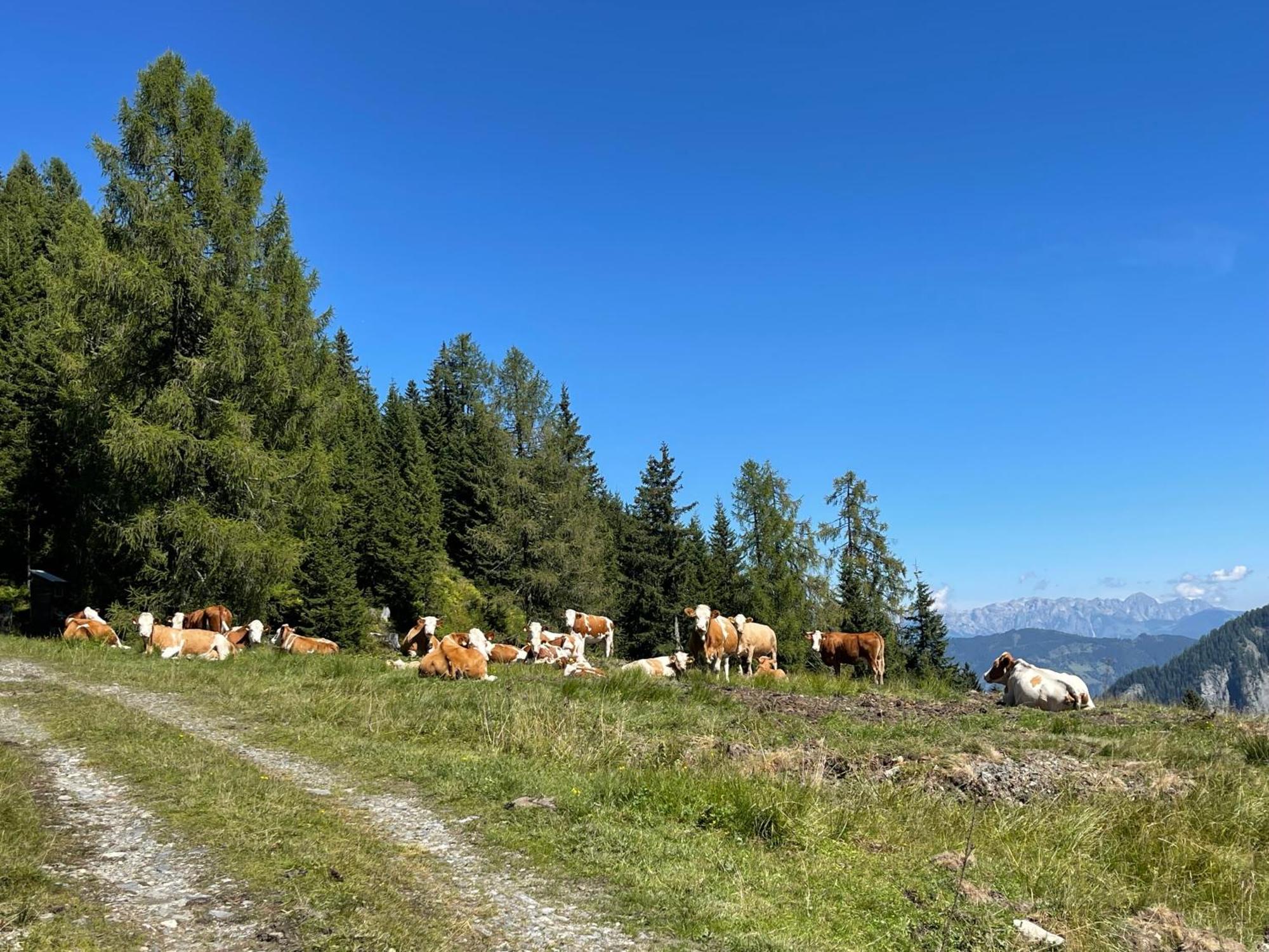 Homestay Gaestezimmer Peterbauer